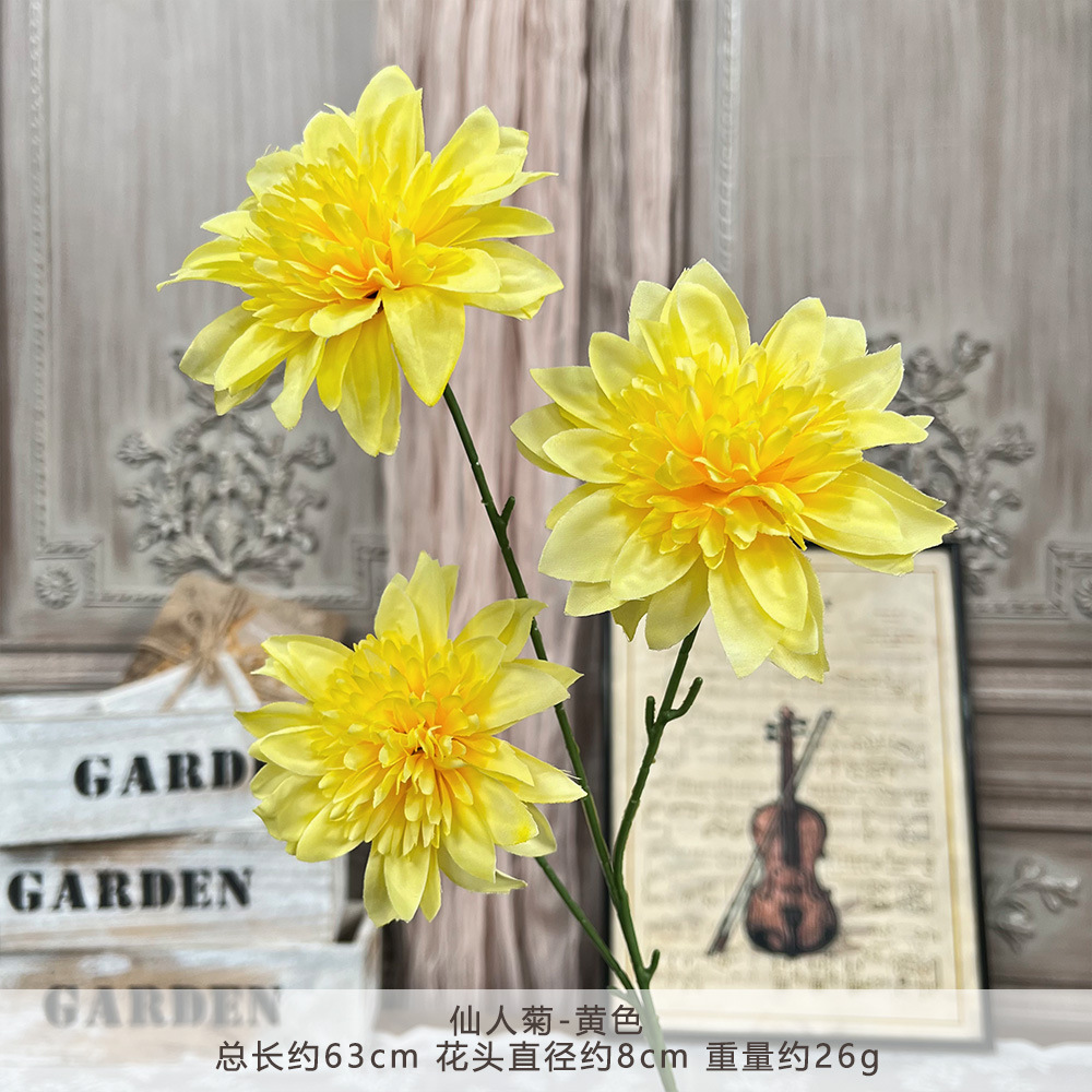 GZH-仙人菊-黄色