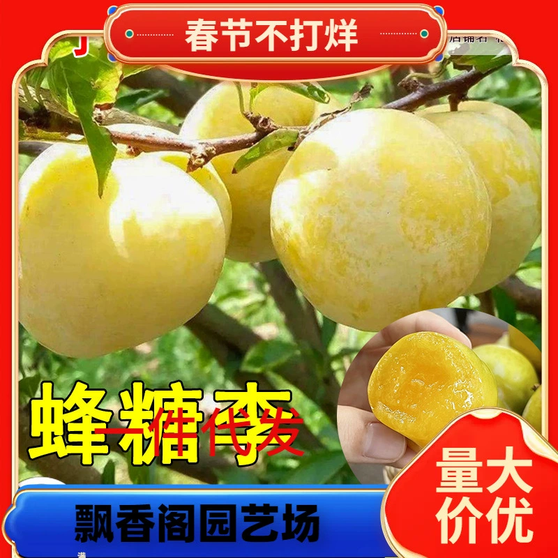 Аутентичные саженцы шиповника с медом, саженцы с прививкой из Сычуани, горшечные растения шиповника с медом из Гуйчжоу Лиупу, Санхуачин