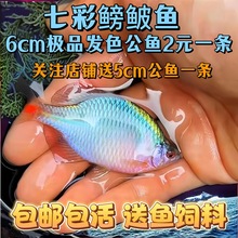 好养淡水观赏鳑鲏鱼七彩石旁皮除藻冷水鱼活体小型鱼苗原生群游鱼