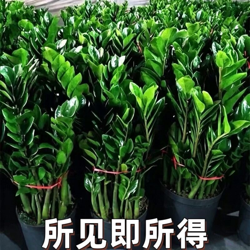 Money Tree Potted Plant, Fortune Tree, Green Plant, Air Purifying Flower Ornament, Green Plant for Living Room and Office, Indoor and Outdoor Bonsai