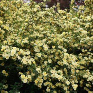 �S��õ���S��÷��t��õ��ͥԺ�e���ذ��ͺ��ͺ����̾G����ľ