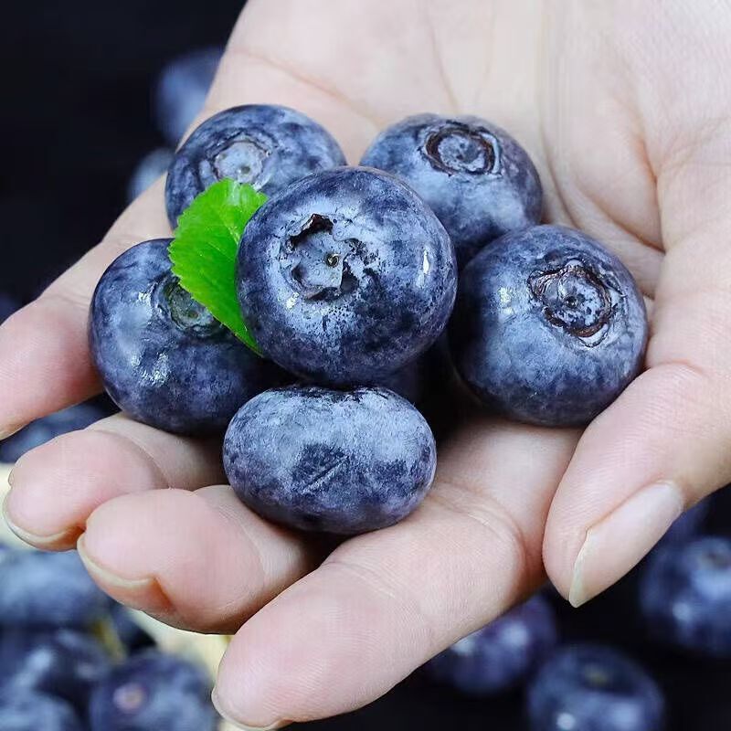 [Sf Express] Shandong Blueberries Fresh Fruit in Season, Freshly Picked, Direct Delivery from the Farm, Blueberries Dropshipping