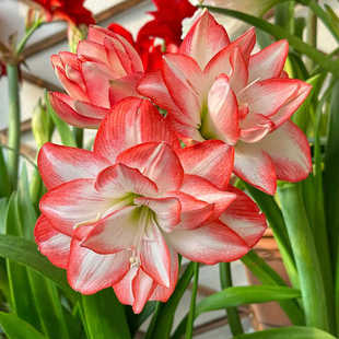 Four-Season Flowering Imported Dutch Double-Petaled Amaryllis Bulbs Indoor and Outdoor Florals and Green Plants Potted Plants Are Easy to Grow and Cold-Resistant