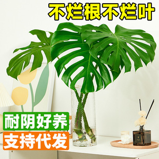 Monstera Deliciosa Hydroponic Plant Is Easy to Grow Indoors, Absorbs Formaldehyde and Purifies the Air. Large-Leaf Evergreen Green Plant Flower Market Wholesale