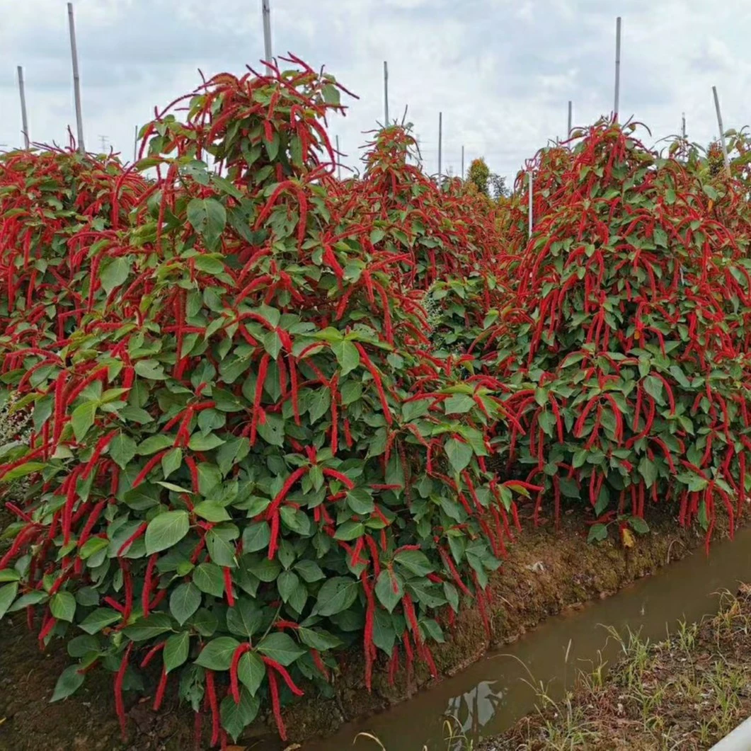 2302 база поставляет собачий хвост красный 1-2 м.