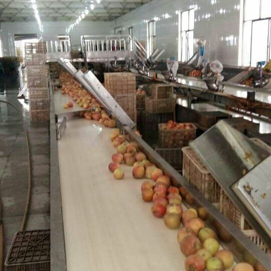 厂家供应 削皮自动线 水果削皮装配生产线 全自动苹果削皮机