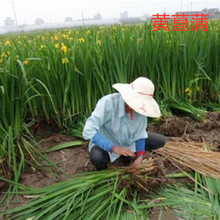 基地批发水生植物黄菖蒲苗黄花鸢尾园林湿地绿化庭院池塘量大优惠