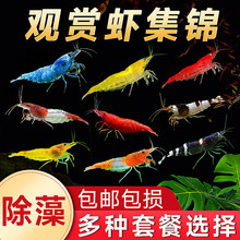 黑壳虾观赏虾鲜活除藻淡水虾苗清洁工具冷水虾樱花虾水晶虾极火虾