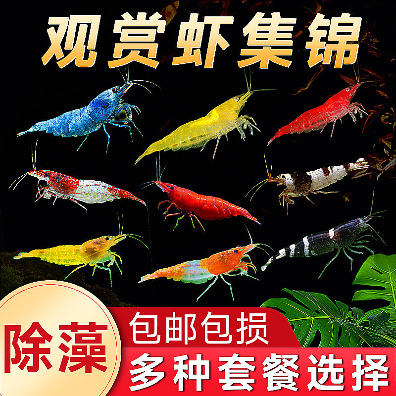 黑壳虾观赏虾鲜活除藻淡水虾苗清洁工具冷水虾樱花虾水晶虾极火虾