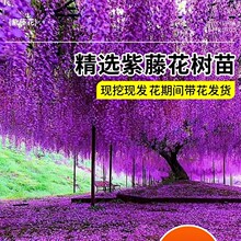 ���ٻ���������ֲ��໨�����}�����̨�ļ�����ͥԺ�Ϙ������_��