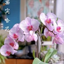 蝴蝶兰花苗带花剑带花苞盆栽兰花大苗客厅室内植物花卉四季好养活