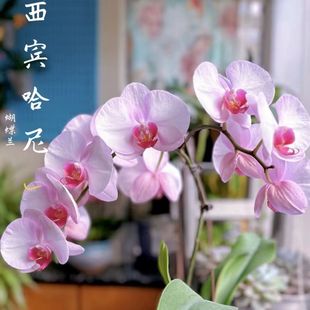 �����m���玧���������������m������͏d�҃�ֲ�ﻨ���ļ����B��