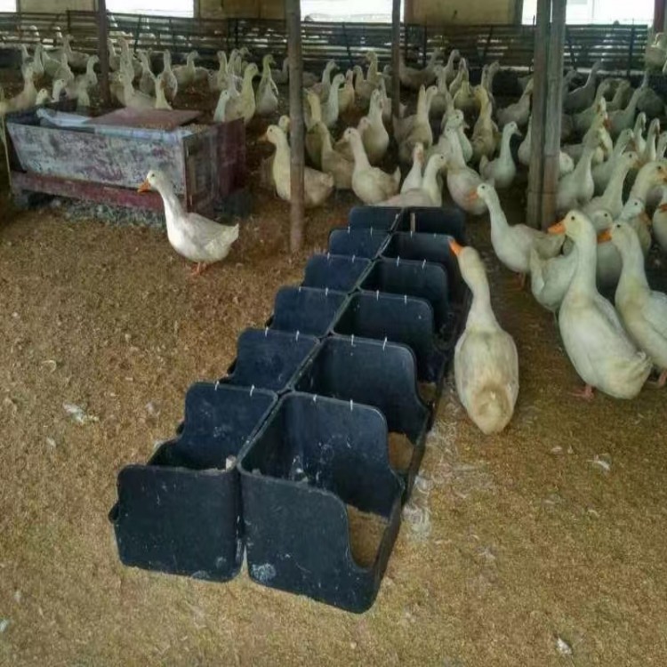 直供鸭蛋窝 鸭窝 蛋窝 塑料蛋窝 产蛋窝 厂家生产蛋窝 有底鸭窝