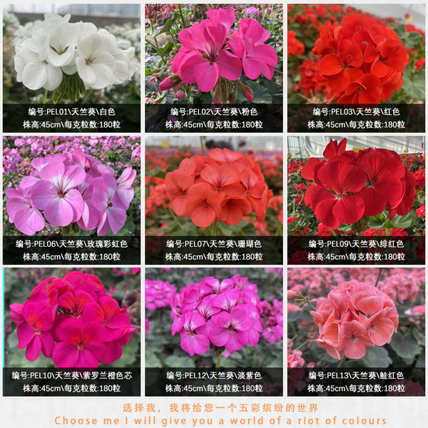 Source Supply Geranium Seeds Mosquito Repellent Balcony Easy-to-Grow…