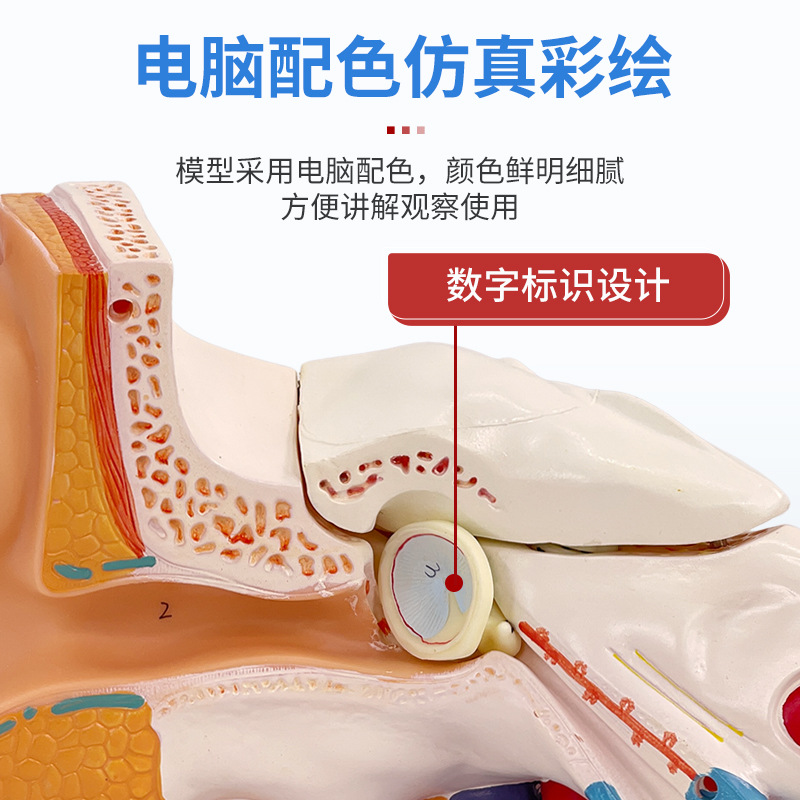 ��ѧ�����������Ŵ�ģ�Ͷ����������ڶ�������ϵͳ���乹��ҽѧ