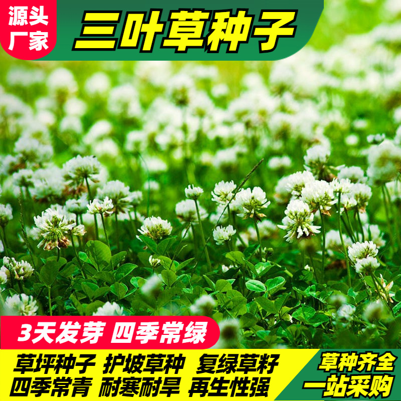 白三叶草种子红三叶草种公路绿化种果园绿肥车轴草草籽种四季常绿