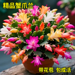 ������зצ�m���Ԏ���������ֲ���҃Ⱥ��B�����_���Gֲ��������