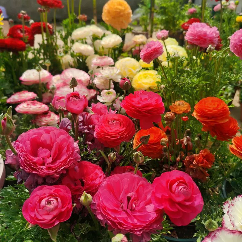 Двойной Лютик лампы двор Крытый горшечный цветок завод пион сельдерей лист пион оптом