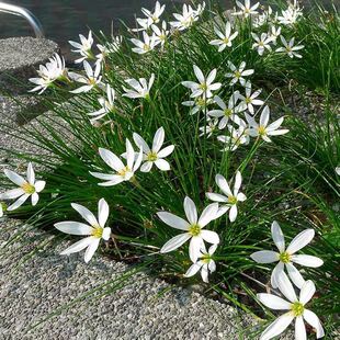 �[�m�����L���m�²��m�[ɏʯ��ͥԺ�G�����ܹ������҃����^��ֲ��