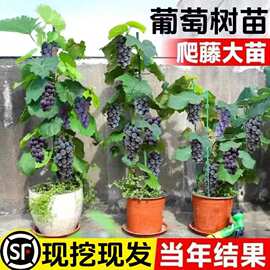 巨峰葡萄苗爬藤阳光玫瑰耐寒南北方种植庭院葡萄大树苗阳台果树苗