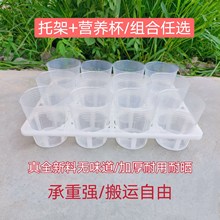 �����m�бP�Ӻ�����pɫ���м�12��15��Ѩ�P���籭�м��f�����м�