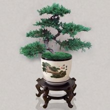 Small Welcome Pine Bonsai Real Tree Lohan Pine Bonsai Real跨