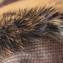 �ذ��pɫ��ɫ����ë ���bë�IƤ�ݴ��µ؉|���� ����������Lë�q