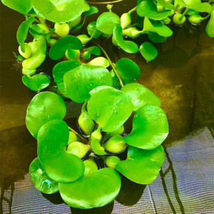 ˮܽ��ֲ�︡Ƽˮ��ˮ�Bˮ��ɏ��ˮ���~��ˮ��ˮ��Ư������ˮ���J