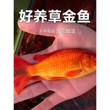 活鱼鱼苗金草鱼苗观赏鱼冷水鱼小型淡水好养耐活草金鱼缸饲料鱼