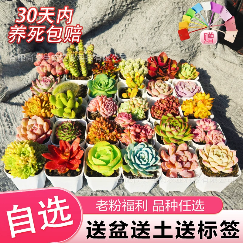 Оптовые продажи суккулентов в горшках, зеленых растений, маленьких суккулентов в горшках, небольших подарков для детских садов, рекламных акций, подарков, кактусов