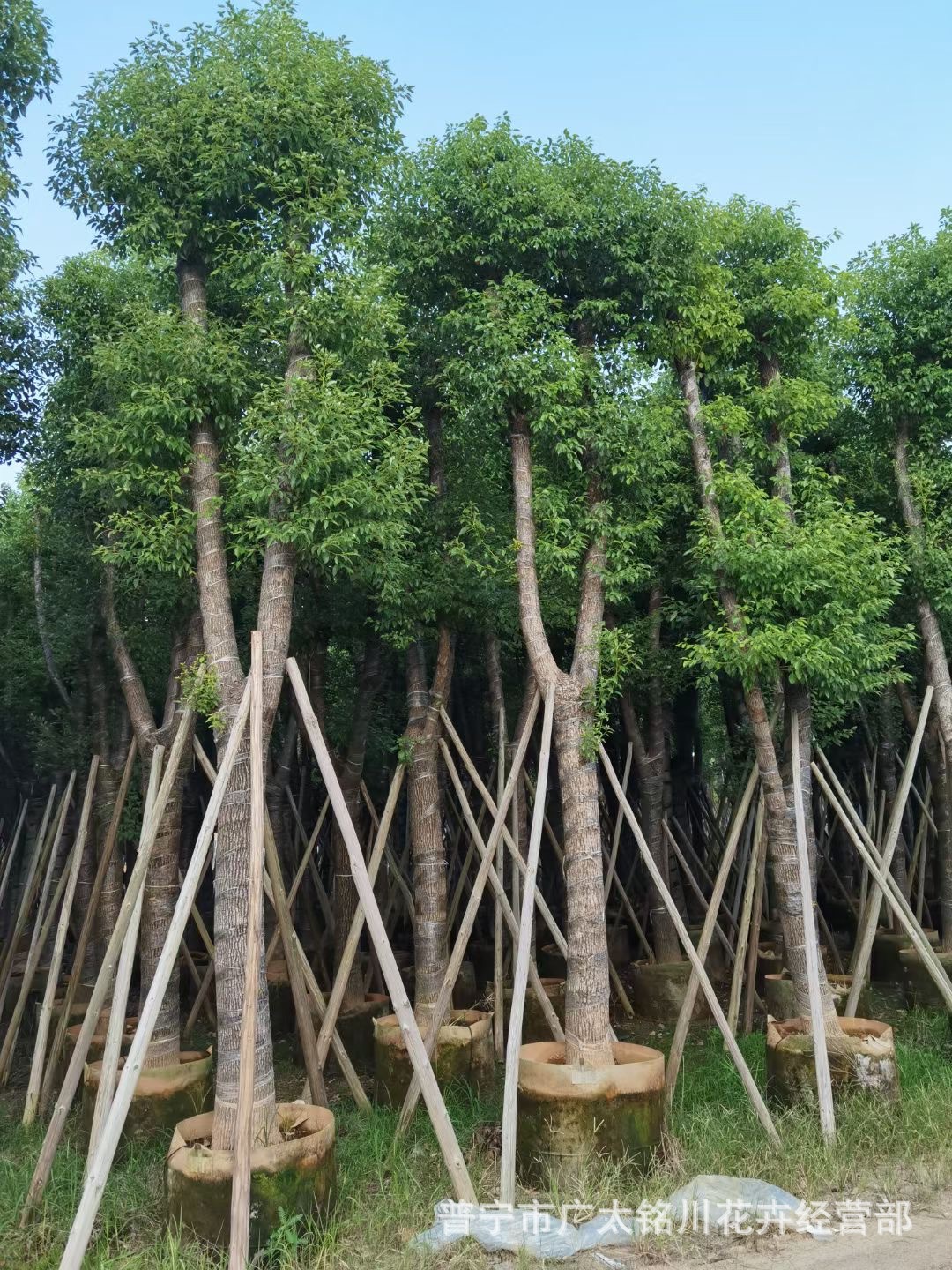 批发香樟树移植袋苗 骨架樟树容器苗 市政道路行道树四季常青树苗