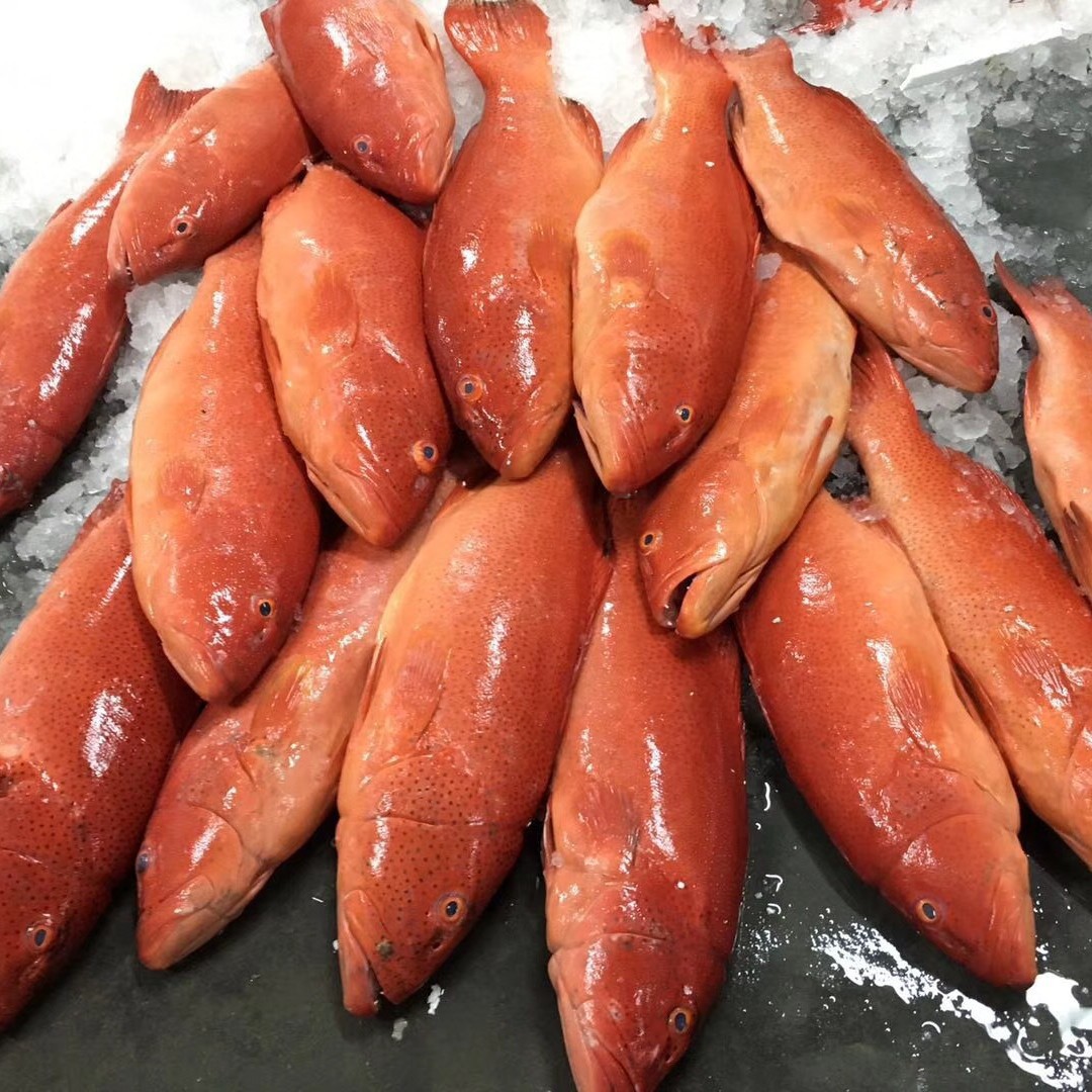 活冻东星斑海南冰鲜石斑鱼深海鱼燕尾斑冷冻批发餐厅酒楼商用零售
