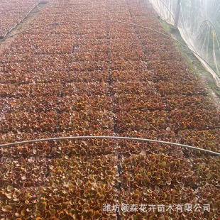 Four-Season Begonia Seedling Potted Seedlings, Qingzhou Base Cultivation for Outdoor Courtyard, Cold-Resistant Flowering Four-Season Begonia