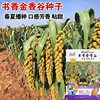 Book Fragrant Golden Fragrance Valley Seeds Xiaomi Guts Red Valley Seed Seeds Little Fragrant Rice Rice Seeds Seeds Fragrant High -yielding Daitian