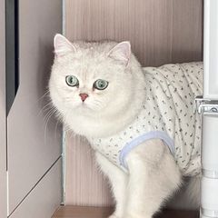 ケイティの猫のペットのベストの服の春と秋のプリントの毛の薄いタイプの青い猫のぬいぐるみの英の短い犬の夏服