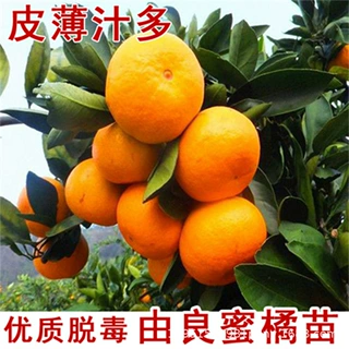 丑八怪丑橘树苗嫁接南北方桔子不知火春见耙耙柑橘盆地栽当年结果