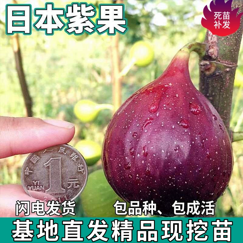 Дропшиппинг японских фиолетовых саженцев инжира для посадки в садах на севере и юге, саженцы с крупными плодами для посадки в горшках.