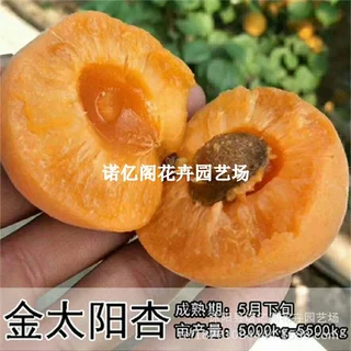 嫁接金太阳杏树苗耐寒特大早熟大黄杏子苗南北方庭院盆栽杏树果苗