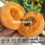 耐寒庭院嫁接盆栽杏树苗