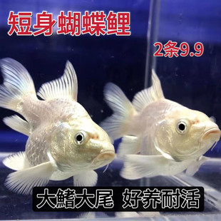 ������ �ɚ��h�h�\�� ���������� ��Ů�� ������β ���~ ��ˮ�~