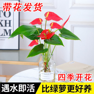 [Delivery with Flowers] Hydroponic Anthurium Indoor Hydroponic Soil Culture Potted Plants Have Smooth Sailing and Bloom in All Seasons
