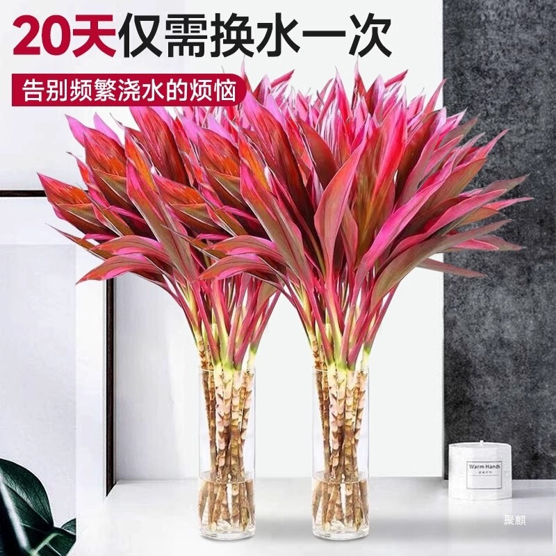 Rich Bamboo Hydroponic Plant, Lucky Purple Bamboo with Thick Stems and Roots, Water-Cultured Living Room Bamboo, Indoor Green Plant, Fortune Bamboo