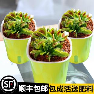 Extra-Large Venus Flytrap Potted Plant for Kindergarten, Pitcher Plant Insectivorous Carnivorous Flower Hydroponic Plant, Sundew Mosquito-Repelling Green Plant