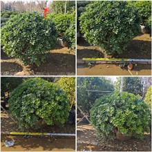 海桐球山瑞香球常绿灌木中山基地直销