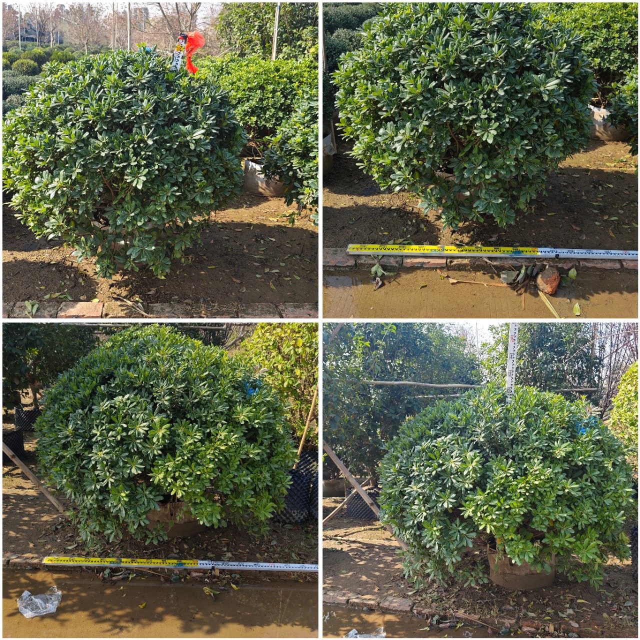 海桐球山瑞香球常绿灌木中山基地直销