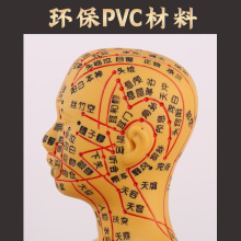 52CM���������� ��Ů����ģ�����徭��ģ����ҽͭ�����Ѩλģ��