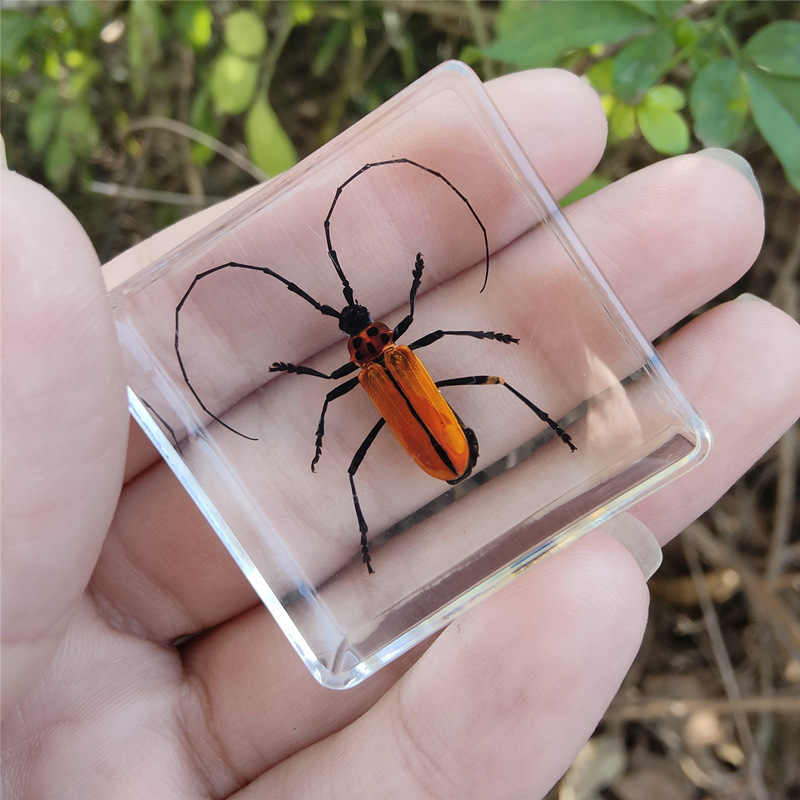 다크 그레이 레드 넥 딱정벌레 60%