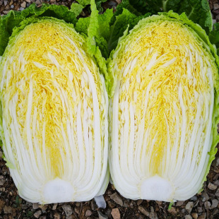 Shandong Huangxinqiu Cabbage Seeds, Vegetable Seeds for All Seasons, Autumn and Winter Seeds, Vegetable Seeds, Rapeseeds