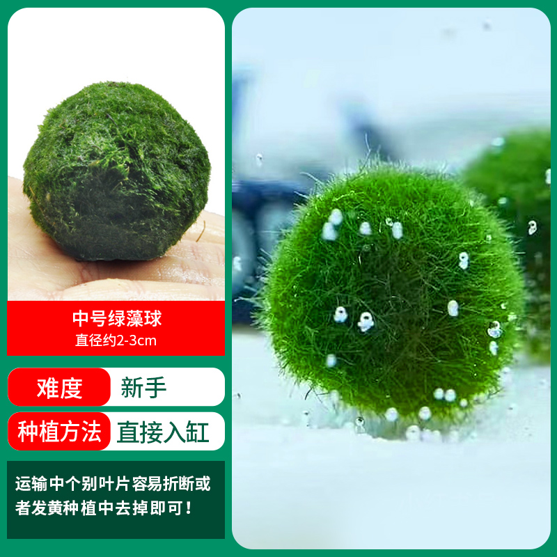 [훌륭한 특가] 중형 생태 녹조류 볼