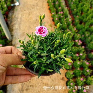 ����ʯ���ļ����GͥԺ�e���G���^�p���܏S�����l���ɻ���